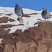 ک. بوتر|پرنده|نیشابور, دارایی|دیوار