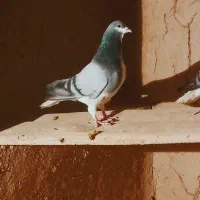 کبوتر دمگیر خرقه،واز،گلپنبه،گلین معاوضه با طوقی