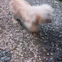 سگ ماده ۲ساله|سگ|رودسر, |دیوار