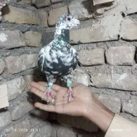 کفتر