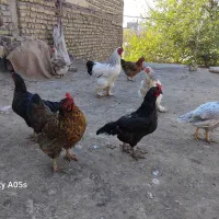 مرغ وخروس|حیوانات مزرعه|مشهد, نیزه|دیوار