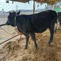 12عدد گوساله ماده دورگ محلی|حیوانات مزرعه|بندر ترکمن, |دیوار