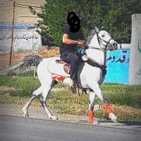 نریان شیک|اسب و تجهیزات اسب‌سواری|اسدآباد, |دیوار