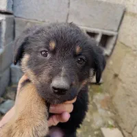 ژرمن شپردشو لاین کینگ سایز