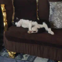 گربه رایگان