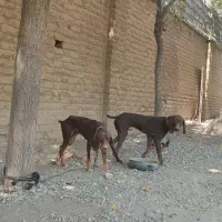 واگذاری یک جفت سگ پوینترشکاری|سگ|صفادشت, |دیوار