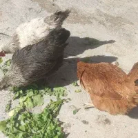 مرغ تخم گذار|حیوانات مزرعه|مشکین‌دشت, |دیوار