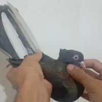 کبوتر نر حبشی عبادانی