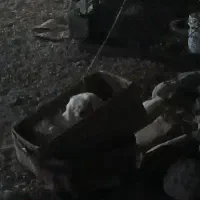 شیتوز|سگ|وحدتیه, |دیوار