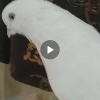 کبوتر تهرانی چش نوک|پرنده|شهرکرد, |دیوار