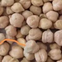 نخوذد ۶ کیلو