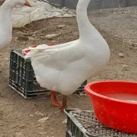 معاوضه قوغاز با جوجه غاز