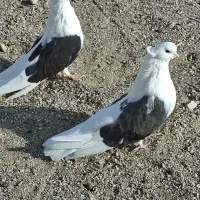 پشتدار