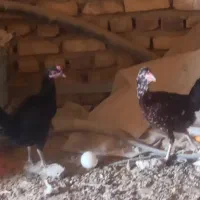 مرغ