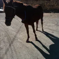 اسب یورغه|اسب و تجهیزات اسب‌سواری|سرشیو, |دیوار