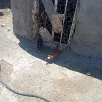 دوتا جوجه نر دوپر سرخ دمسفید کله سیاه