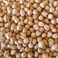 نخود برای کاشت