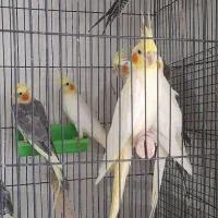 سالن عروس ومرغ عشق متنو بخون