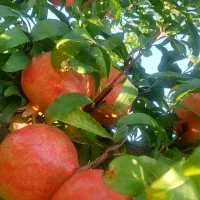 فروش یکجای باغ انار در علی‌آباد کتول
