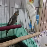 عروس هلندی مولد