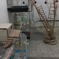 عروس هلندی
