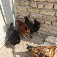 مرغ خروس
