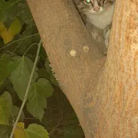 واگذاری رایگان بچه گربه