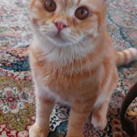 گربه اسکاتیش فولد