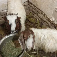 دو عدد بزغاله نر و ماده سالم8000000تومان