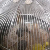 یک عدد سره خاکی