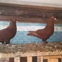 کبوترزینتی