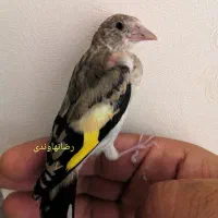 سهره لطفا متنو خوب بخونید