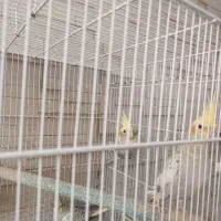 عروس هلندی|پرنده|گرگان, |دیوار