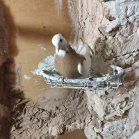 کبوتر طوقی|پرنده|میبد, |دیوار