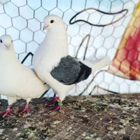 گوش الرام دوبال بی جت