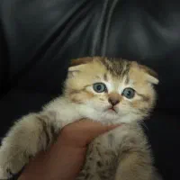 جینبولی ها