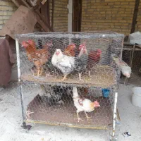 خروس محلی قیمت۶۵۰ تا ۷۰۰ مر غ قیمت ۴۰۰ بوقلمون غاز