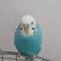 مرغعشق.سالموسرحال.کاملااهلی|پرنده|اردبیل, |دیوار