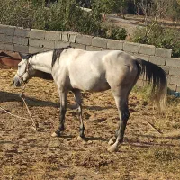 اسب|اسب و تجهیزات اسبسواری|کرج, کوی امامیه|دیوار