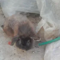 3 عدد خرگوش لوپی اصل بزرگ