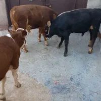 فروش گاو و گوساله جنس