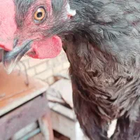 خروس و مرغ|حیوانات مزرعه|خرمشهر, |دیوار