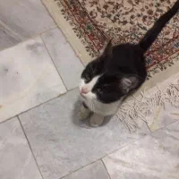 بچه گربه خانگی|گربه|همدان, |دیوار