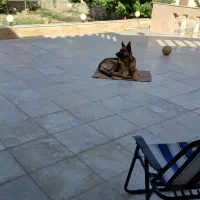 نژاد ژرمن|سگ|گلبهار, شهر جدید گلبهار|دیوار