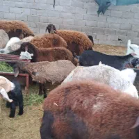 میش وبره بز|حیوانات مزرعه|مهریز, |دیوار