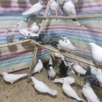 کبوتر جدید رسیددرلالجین|پرنده|لالجین, |دیوار