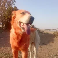 سگ جهت واگذاری