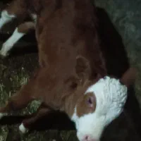 گاو شیری|حیوانات مزرعه|سراجو, |دیوار