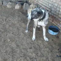 سگ والاغ|سگ|روداب, |دیوار