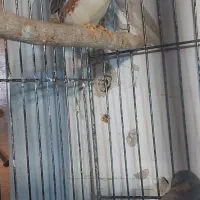 فنچ کینگ با۴جوجه معاوضه با قناری|پرنده|تبریز, |دیوار